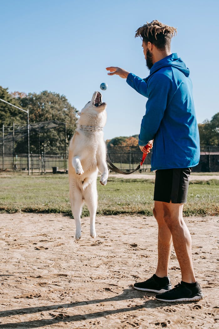 service-03 Side view of young man in sportswear training jumping dog on sunny day