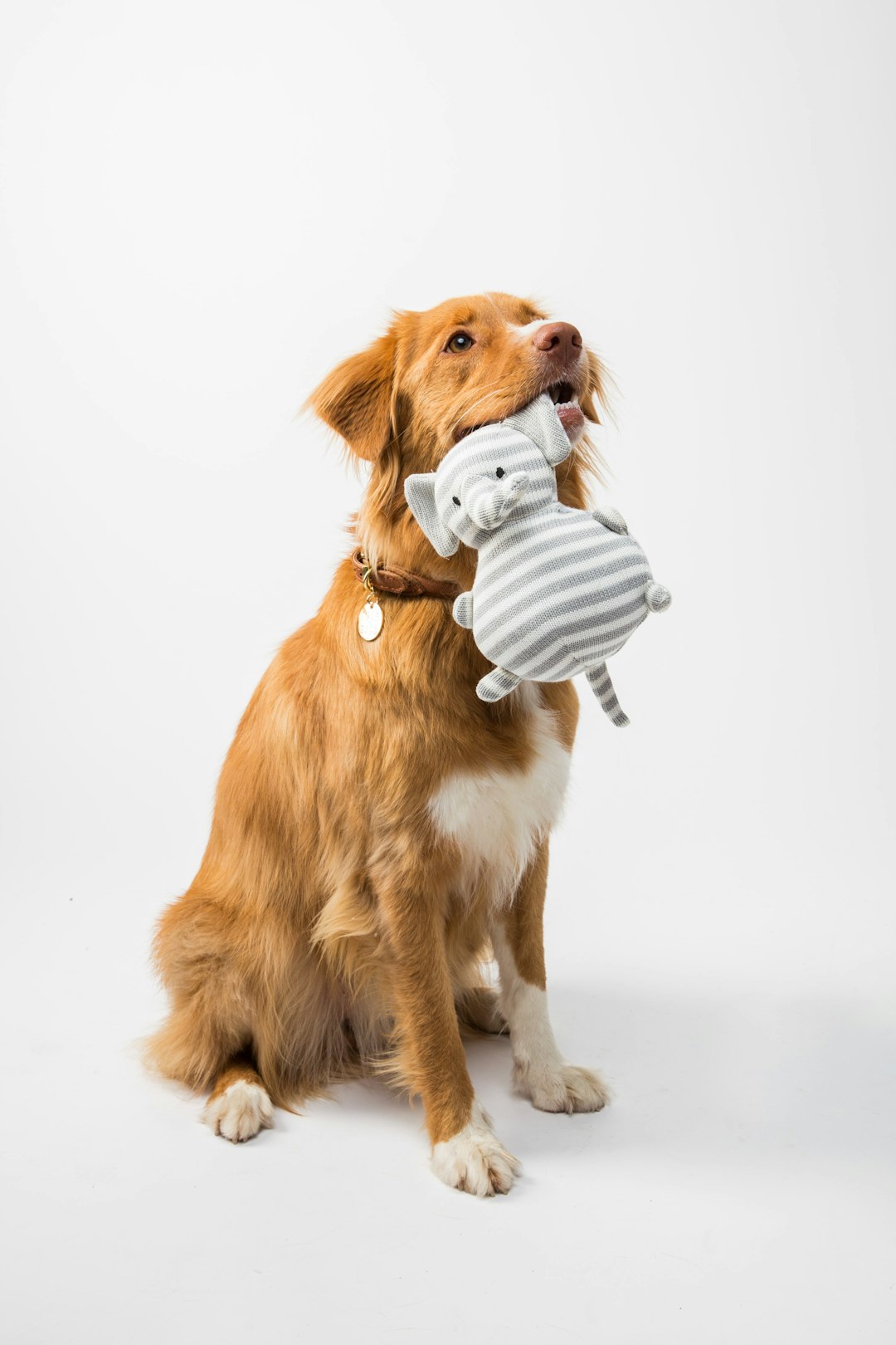 why-choose-me cute dog holding a toy on white background