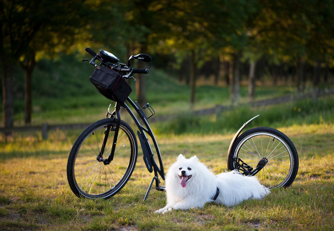 service-02 dog, scooter, bicycle, wheels, sport, animal, motion for a resolution, to twist, injury-free, damage, nature, outdoors, training, pet, active, activity, step