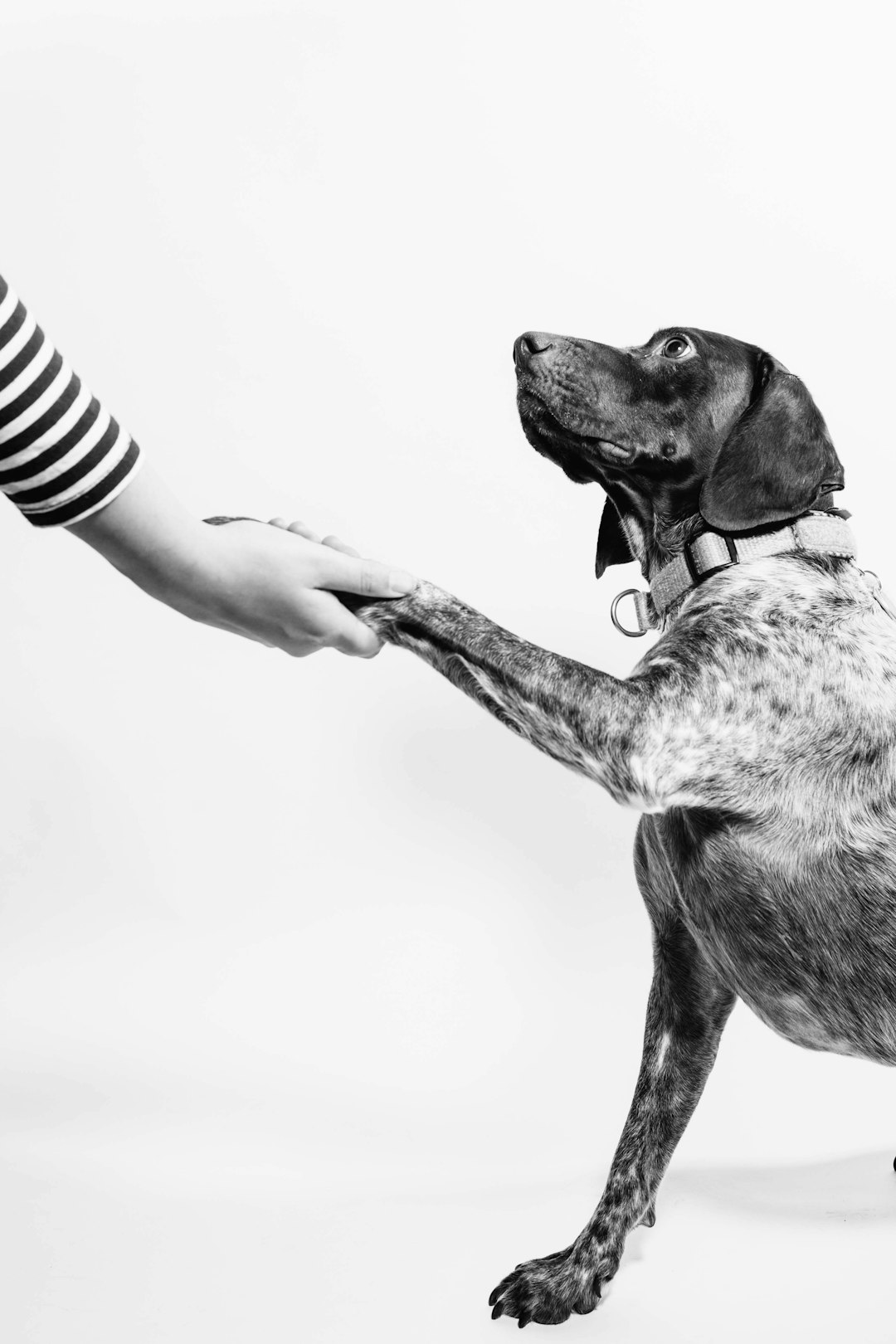 my-steps grayscale-photo-of-person-and-dog-holding-hands-cbikeuuraq8