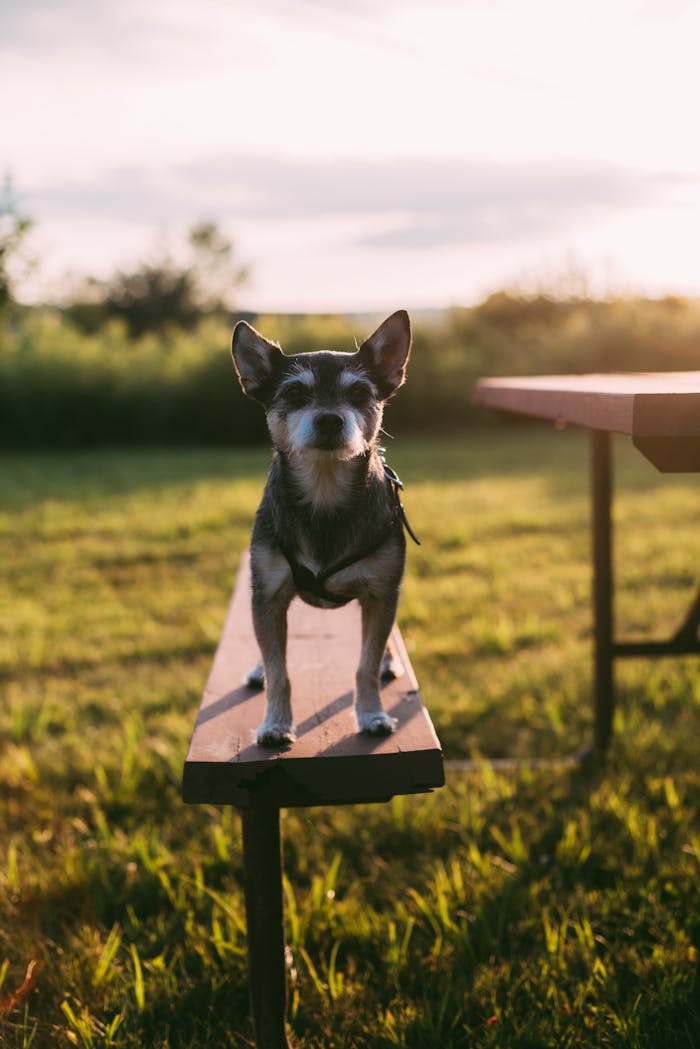 service-01 Adorable small dog standing on a wooden bench in a sunny park setting.