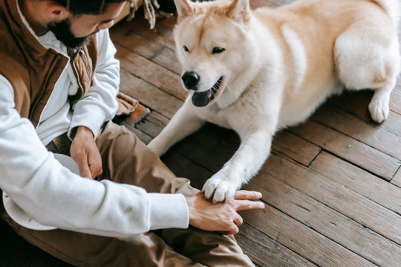 about-me-img Young man and Akita dog enjoying playful and friendly bonding indoors.