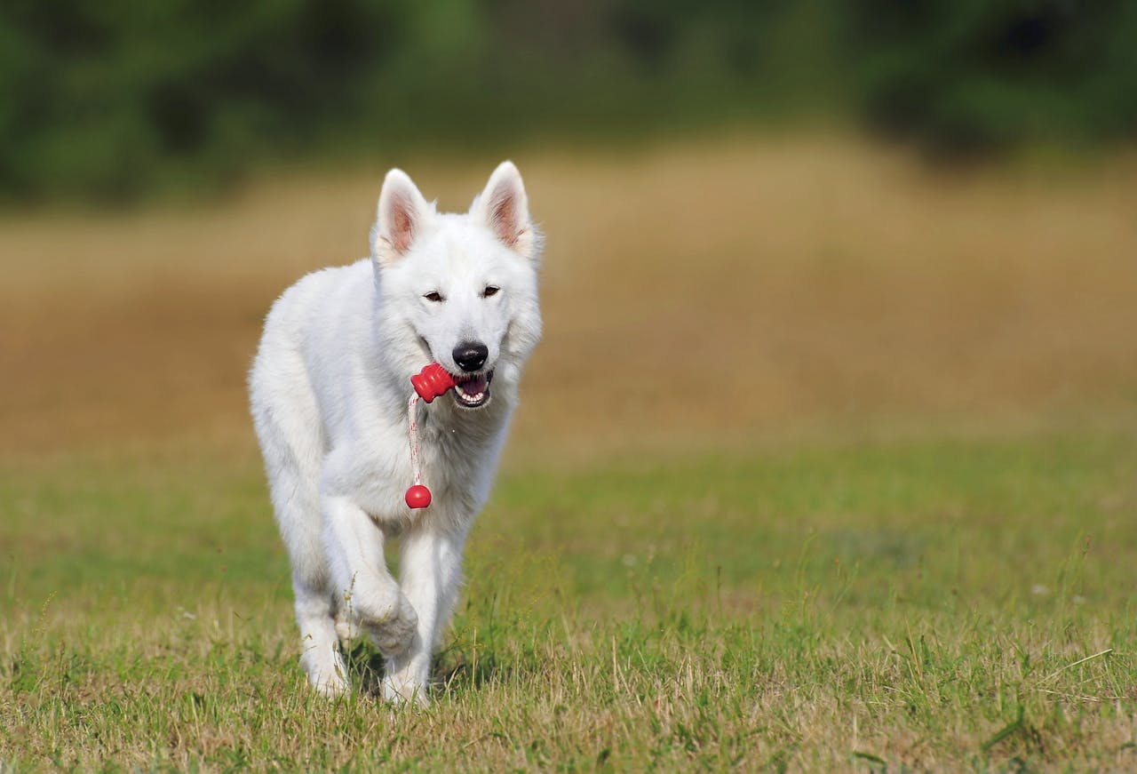 hero-img A playful White Swiss Shepherd dog joyfully runs on green grass outdoors with a toy.
