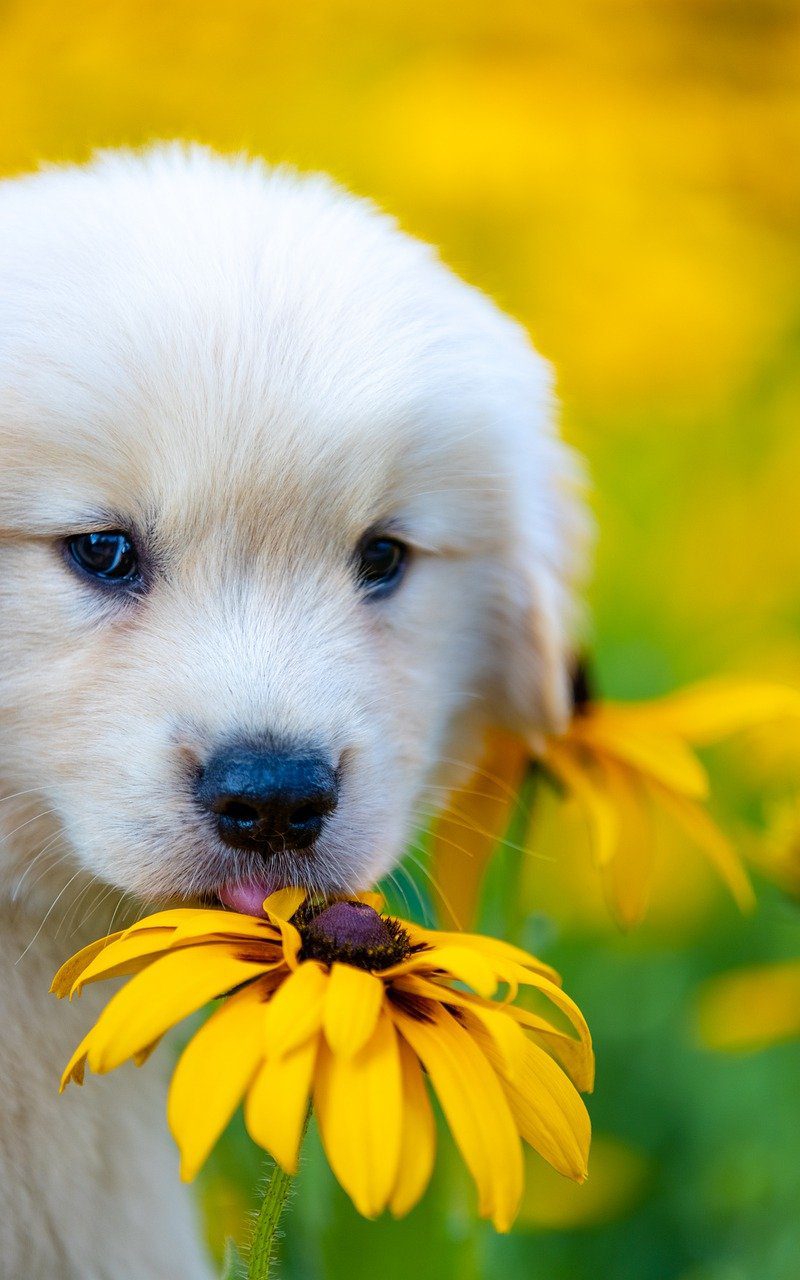 dog, pet, animal, puppy, nature, cute
