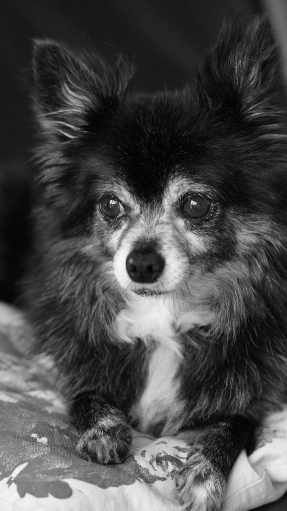 dog, chihuahua, longhair chihuahua, animal, pet, black-and-white, cute, fluffy, nature, portrait