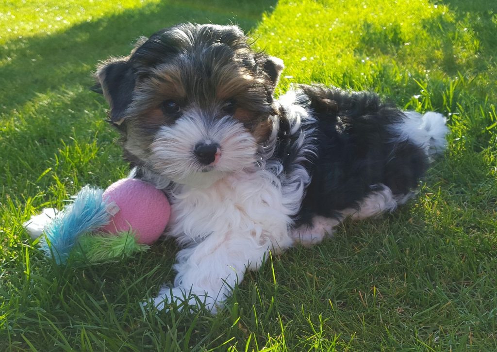yorkshire terrier, biewer terrier, puppies, dog breeding, to play, outdoors, grass, cute, biewer terrier, biewer terrier, biewer terrier, biewer terrier, biewer terrier
