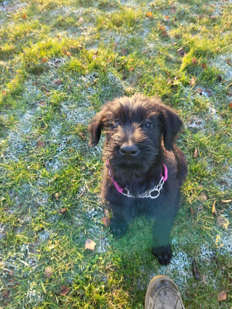 ein welpe zieht ein ein welpe zieht ein