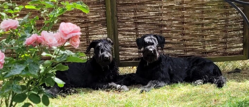 Tara und Cobra Tara und Cobra